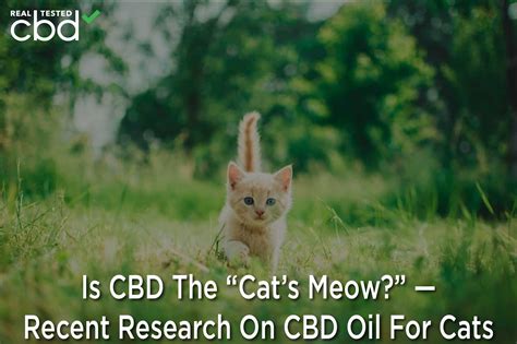 Is CBD The “Cat’s Meow?” — Recent Research On CBD Oil For Cats